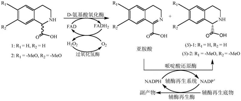 Detailed enzymatic mechanism showing FAD cofactor cycling and catalase mediated hydrogen peroxide decomposition