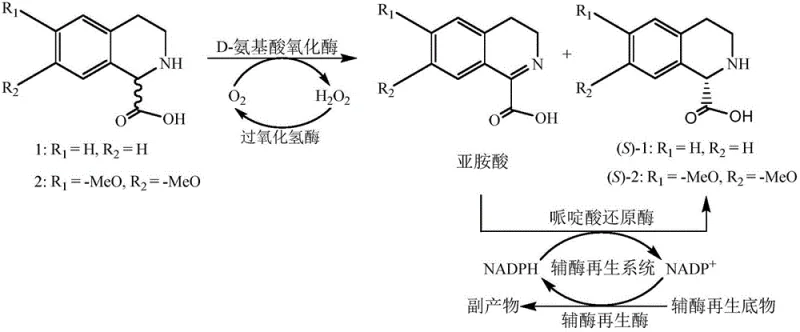 Complete catalytic cycle showing D-amino acid oxidase and pipecolic acid reductase coupled with cofactor regeneration