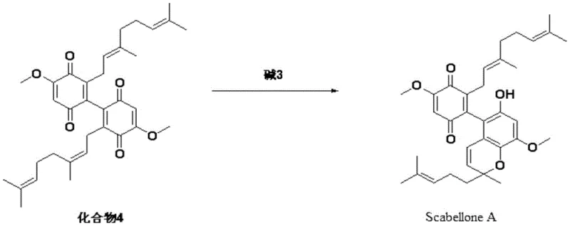 Base-mediated cyclization of quinone derivative to form Scabellone A