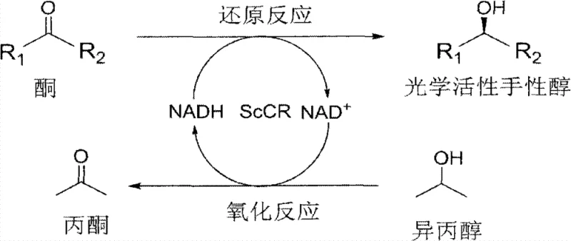 Catalytic cycle of ScCR oxidoreductase showing asymmetric reduction of ketone to chiral alcohol coupled with isopropanol oxidation for NADH regeneration