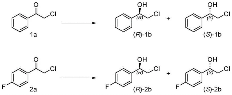 Reaction scheme showing asymmetric reduction of alpha-chloro acetophenone to chiral alcohols