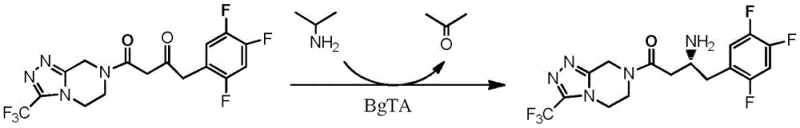 Reaction scheme showing the biocatalytic synthesis of Sitagliptin from its precursor ketone using wild-type BgTA enzyme