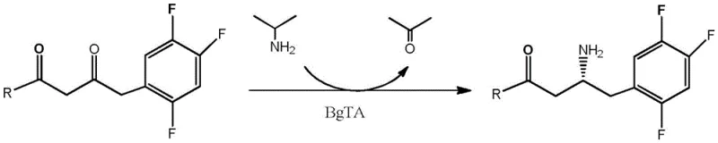 General reaction scheme demonstrating the versatility of BgTA mutants in synthesizing various Sitagliptin ester intermediates