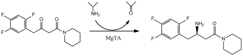 General reaction scheme of MgTA catalyzed transamination of sitagliptin precursor ketone