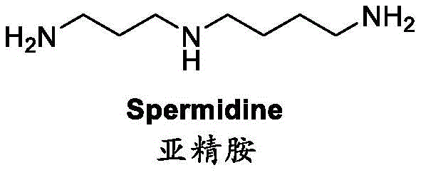 Chemical structure of Spermidine showing the polyamine chain