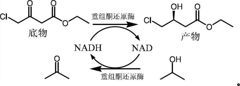 Reaction mechanism of asymmetric biocatalytic reduction showing substrate conversion to chiral product via recombinant ketoreductase and cofactor recycling