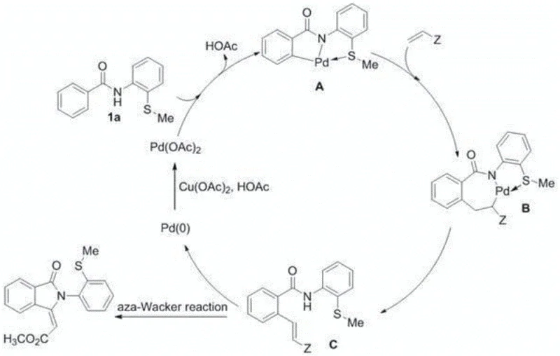 Proposed catalytic cycle mechanism showing Pd(II) coordination and aza-Wacker cyclization