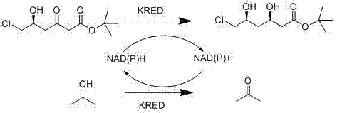 Reaction mechanism showing KRED-catalyzed reduction and cofactor regeneration using isopropyl alcohol