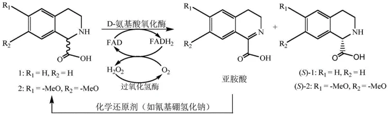 Catalytic cycle showing FAD cofactor regeneration and hydrogen peroxide decomposition by catalase