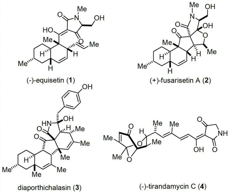 Structural diversity of bioactive Tetramic acid natural products including equisetin and fusarisetin A