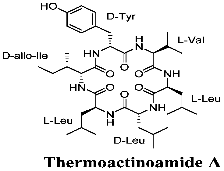 Chemical structure of Thermoactinoamide A showing the cyclic hexapeptide arrangement with D-amino acid configurations