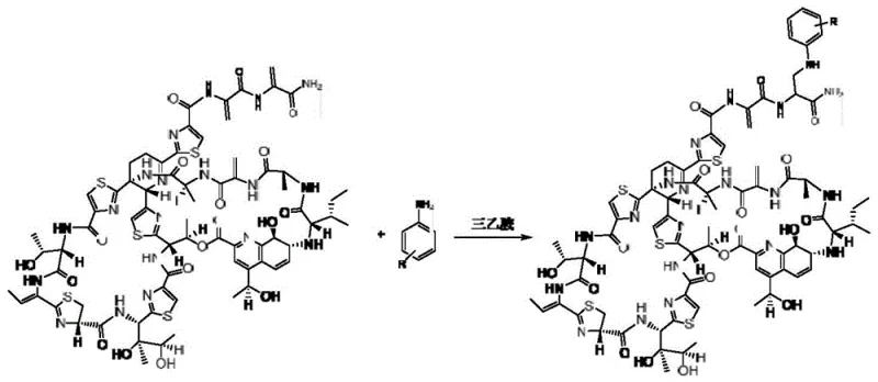 Reaction scheme showing thiostrepton reacting with aniline derivatives catalyzed by triethylamine