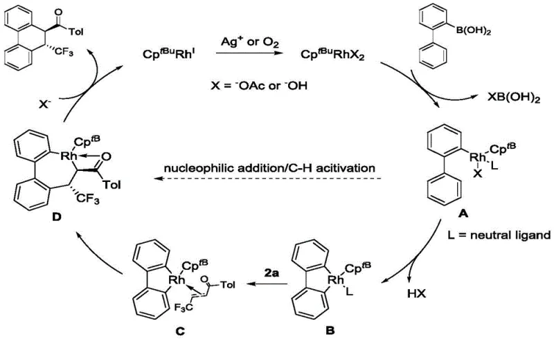 Proposed catalytic cycle mechanism showing rhodium species A B C and D involved in nucleophilic addition and C-H activation