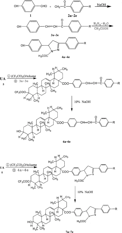 Complete reaction scheme showing the synthesis of chalcone and pyrazoline intermediates and final esterification with ursolic acid