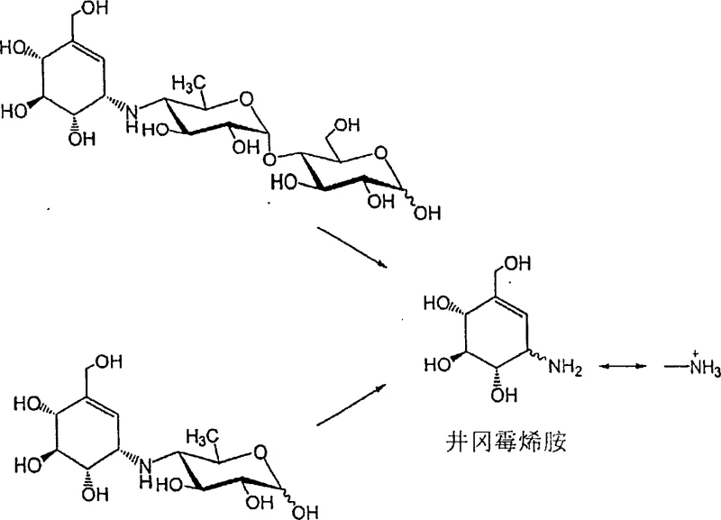Reaction scheme showing the selective hydrolysis of complex sugar derivatives into valienamine using solid catalysts
