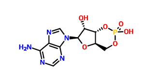 3',5'-cyclic AMP_60-92-4